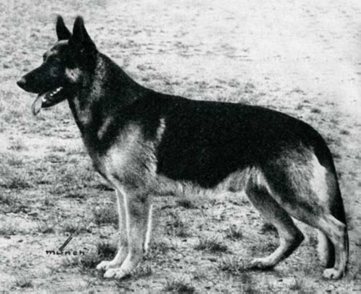 Veus von der Starrenburg | German Shepherd Dog 