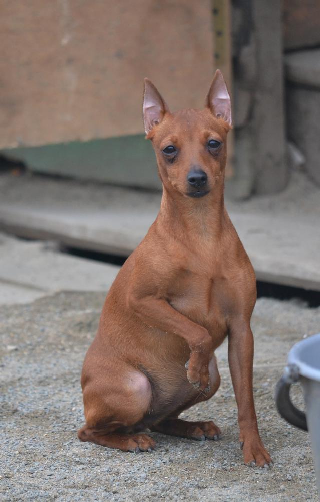 QUEEN DANCING BONITA | Miniature Pinscher 