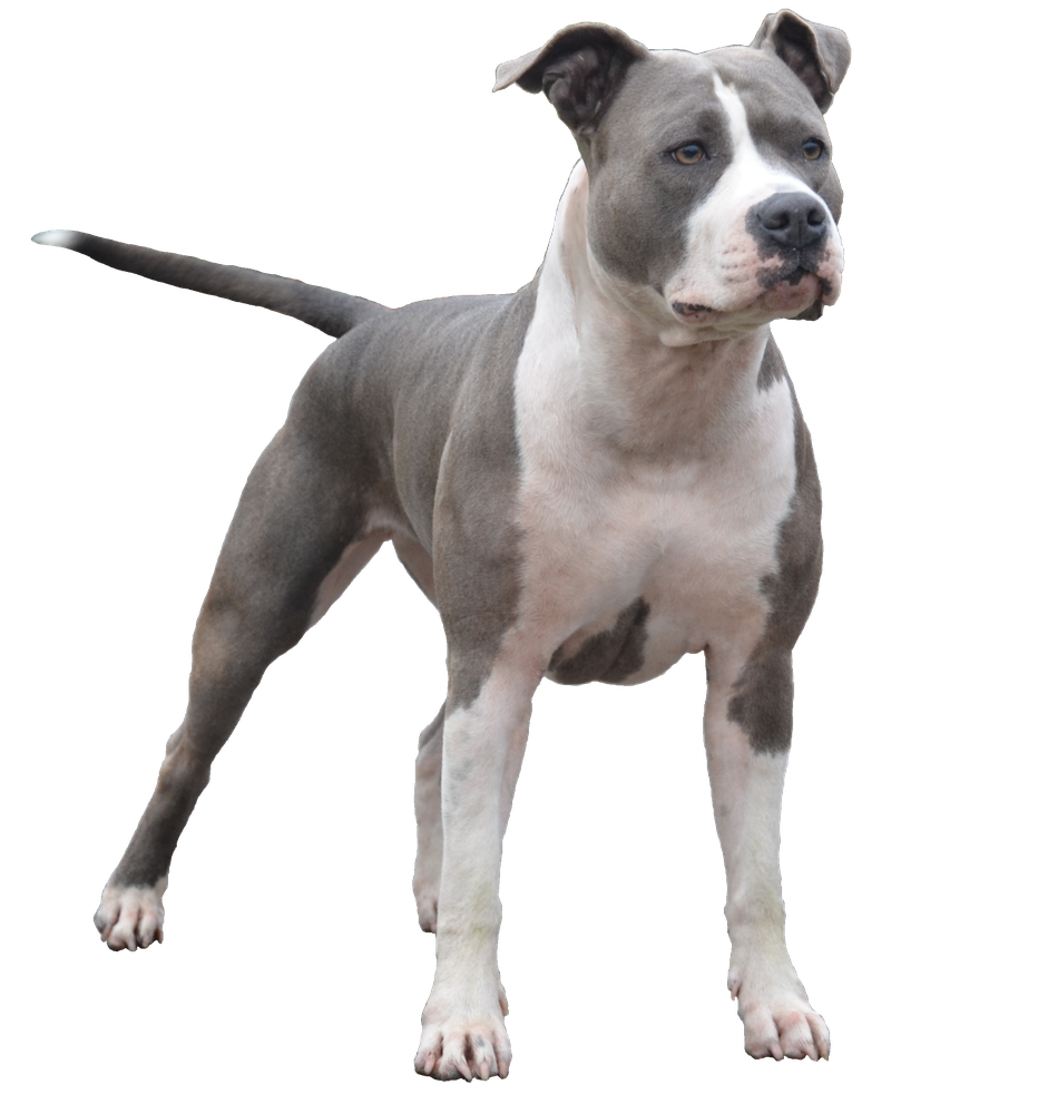 Amore Angie BlueHillsPride | American Staffordshire Terrier 