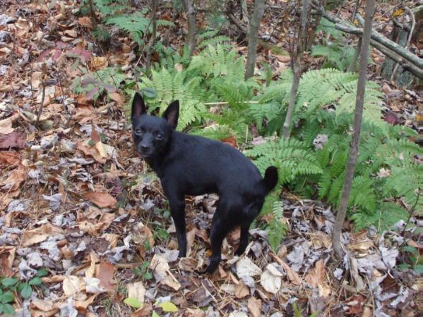 Chk'S tiny tazer | Rat Terrier 