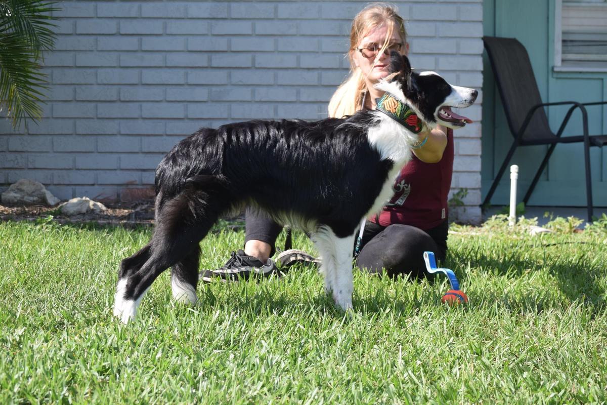 (ABC) I&amp;F Balto Fynn / (AKC) Ice &amp; Fire Stormbreaker | Border Collie 