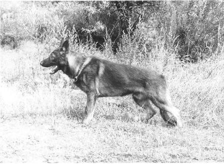 Goody z Helenky | German Shepherd Dog 