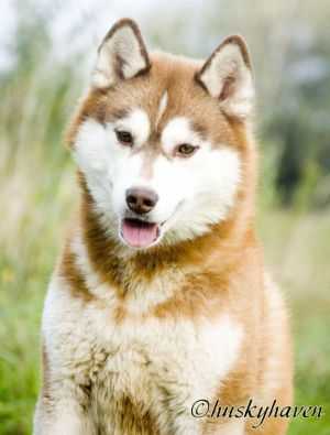 HUSKY HAVEN NEW BROADWAY STAR | Siberian Husky 