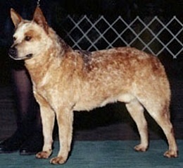 Graber Red Roo Of Melbourne | Australian Cattle Dog 