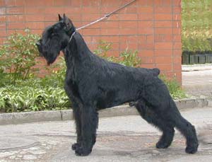 Gloris Arizona Bill | Giant Schnauzer 