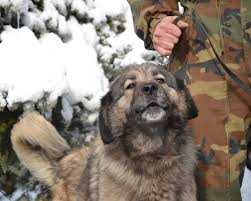 Beta Culibrkova | Yugoslavian Shepherd Dog-Sarplaninac 