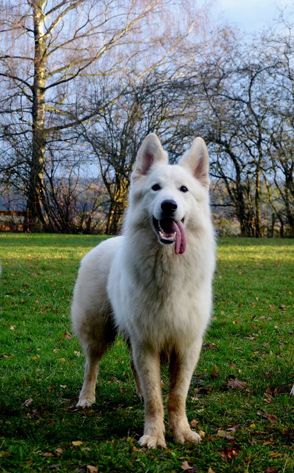 Xankoo Fight vom Sutumer Grund | White Swiss Shepherd Dog 