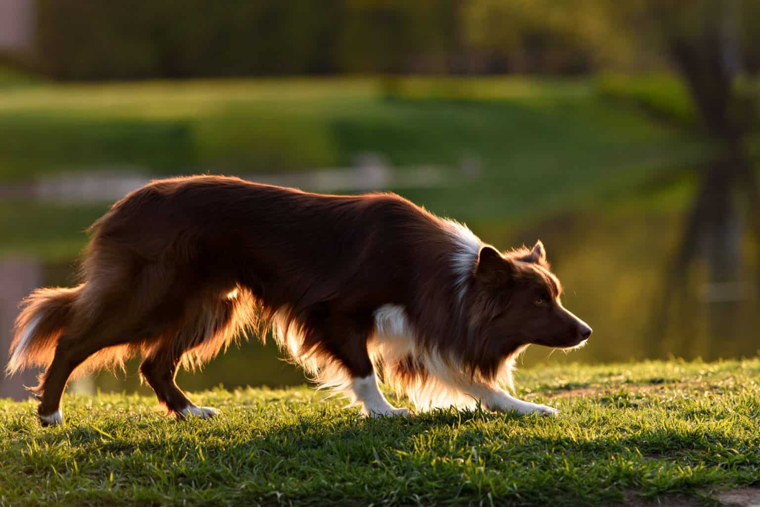 Border Collie
