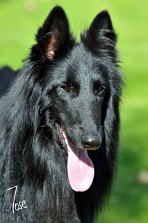 Jason de Belliamici | Belgian Groenendael 