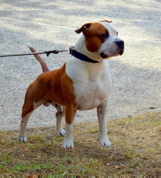 Thezeusz Champion Of Rings | American Staffordshire Terrier 