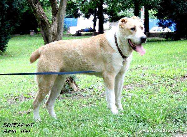 Azia Bolgar It | Central Asian Shepherd Dog 