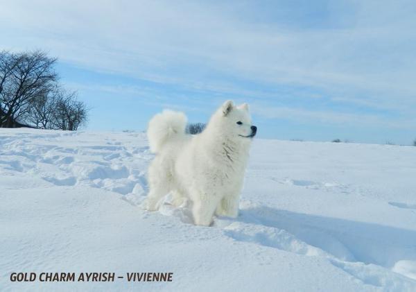 Gold Charm Ayrish-Vivienne | Samoyed 