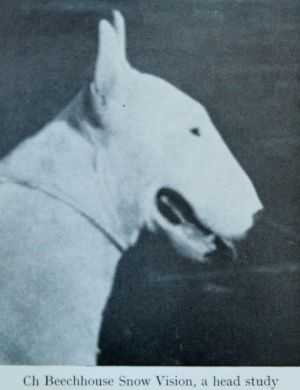 Beechhouse Snow Vision | Bull Terrier 