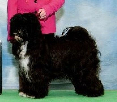 DSCHO UTRA MI-THUP-PA | Tibetan Terrier 