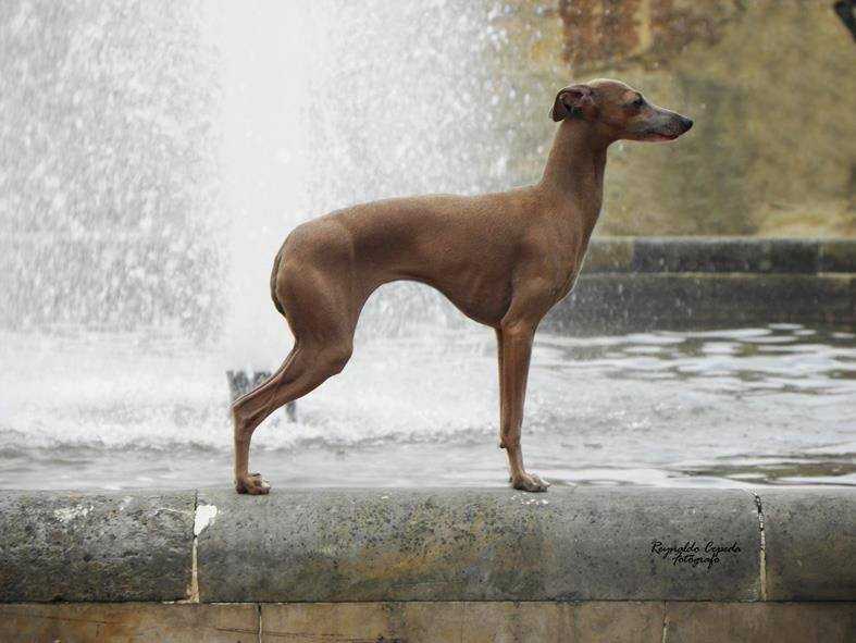 Davinci's  Gv  Siry | Italian Greyhound 