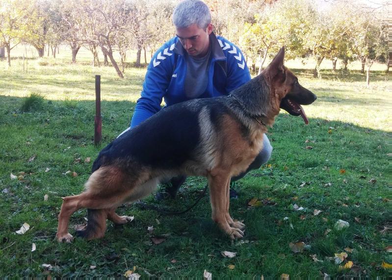 Hera Grunemont | German Shepherd Dog 