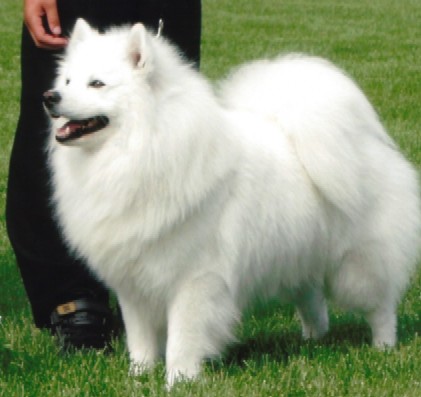 Cronus Sadies Ruler of Titans | American Eskimo Dog 