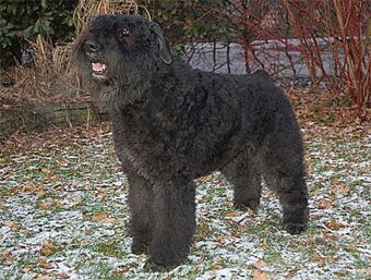 Penny Mayby v.d. Vanenblikhoeve | Bouvier des Flandres 