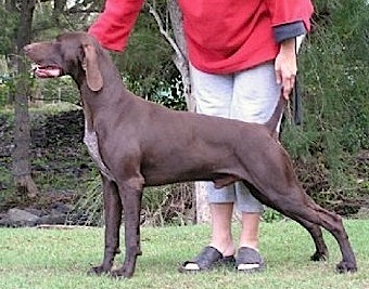 Krikka Hot Gossip | German Shorthaired Pointer 