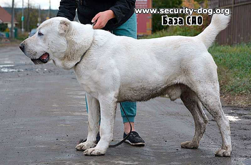 Oessenn Stil Grand el' Alaurin | Central Asian Shepherd Dog 