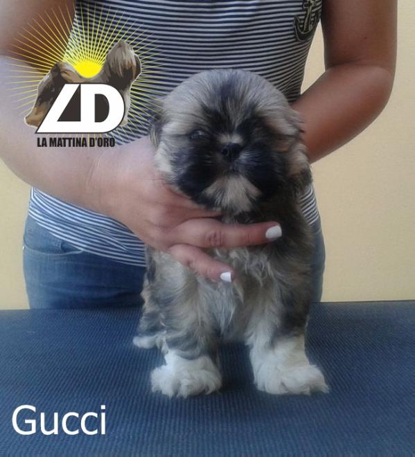 Gucci La Mattina D'oro | Lhasa Apso 