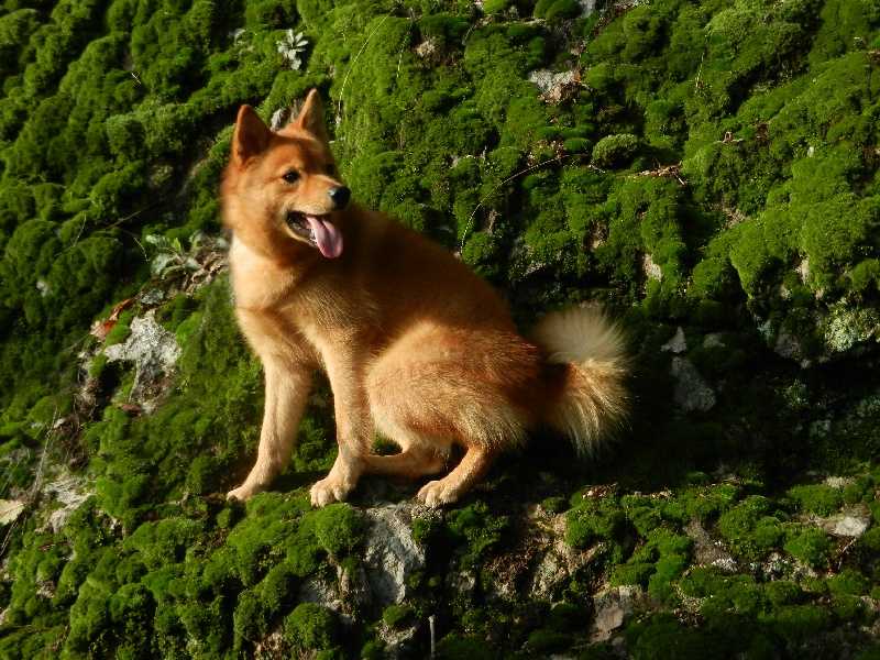 Sukunimi ILMARI | Finnish Spitz 