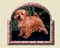 Zebedee MY CAROLINA DARLING | Norfolk Terrier 