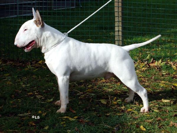 Teirwgwyn paper gangsta at bullyview | Bull Terrier 