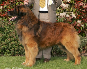 Knockando's Ivanhoe Original for Mandazz | Leonberger 