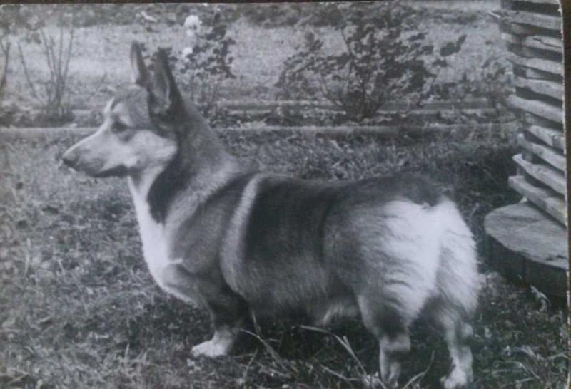 Cedar ze Šmerkova dvora | Pembroke Welsh Corgi 