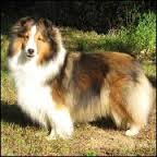 Carmylie Autumn Splendor | Shetland Sheepdog 