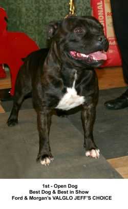 VALGLO JEFFS CHOICE | Staffordshire Bull Terrier 