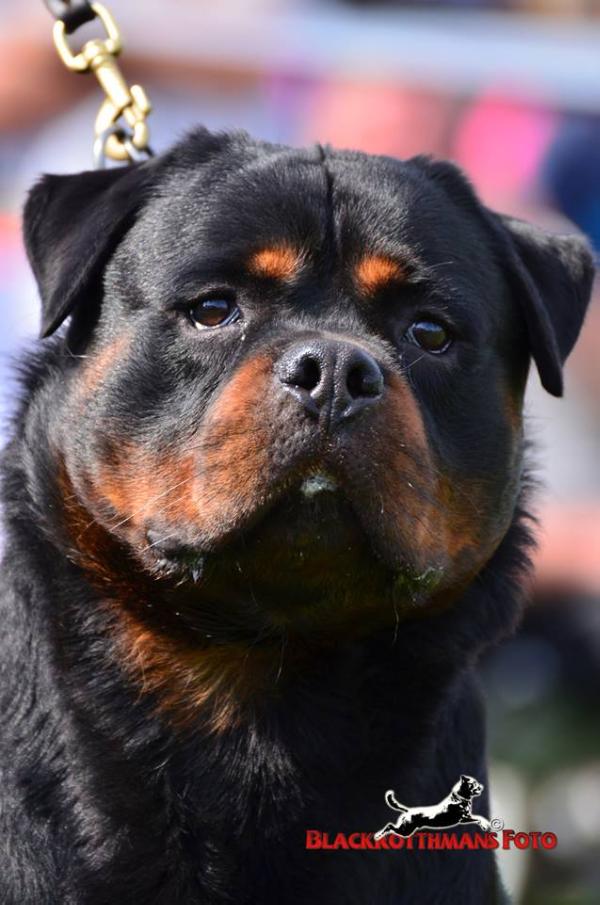 farus vom hause neubrand | Rottweiler 