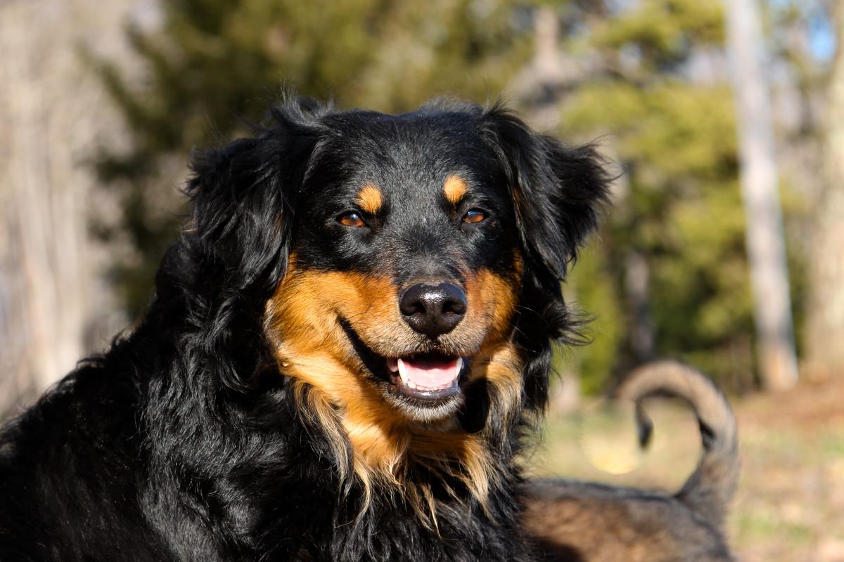 Maple Grove Farm's Abilene | English Shepherd 