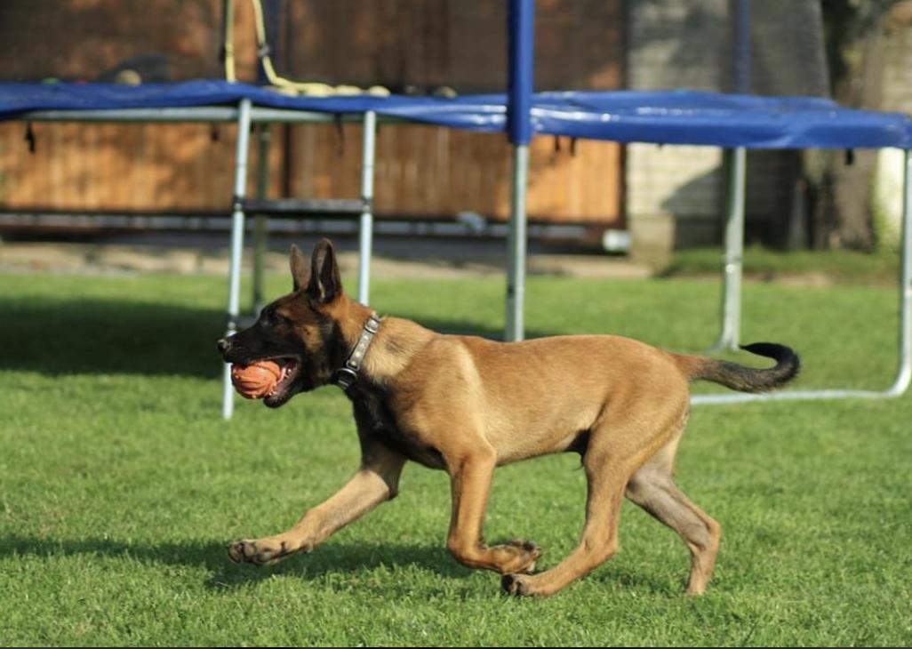 Azrael Xapagy | Belgian Malinois 