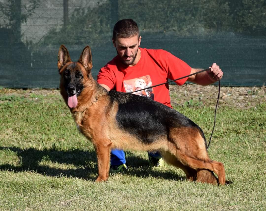 Zoe Sremska | German Shepherd Dog 