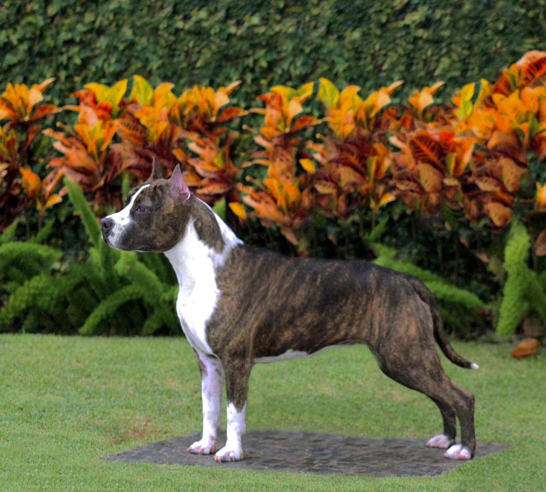 Rainbow Fire Fraja Powerful Ticket | American Staffordshire Terrier 