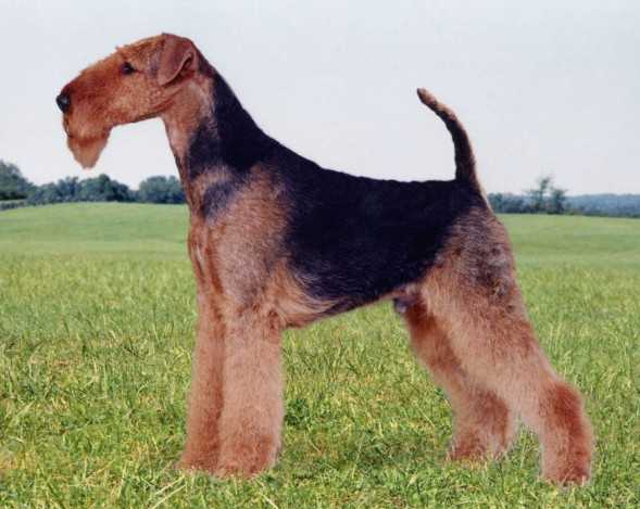 Stone Ridge Gallahadian | Airedale Terrier 