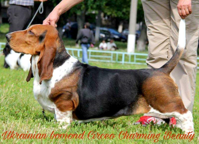 Ukrainian Bomond Circeo Charming Beauty | Basset Hound 