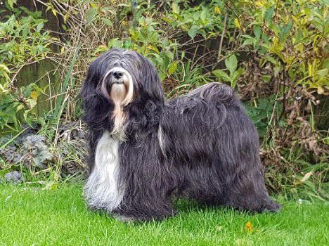 ALILAH CARMEL CIRO AT KHYIBRANG | Tibetan Terrier 