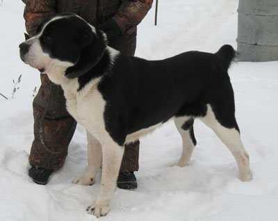 GROZNAIA STAIA ELIZAR | Central Asian Shepherd Dog 