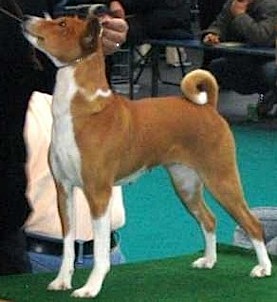 Skyewalker's Red'n Pepper | Basenji 