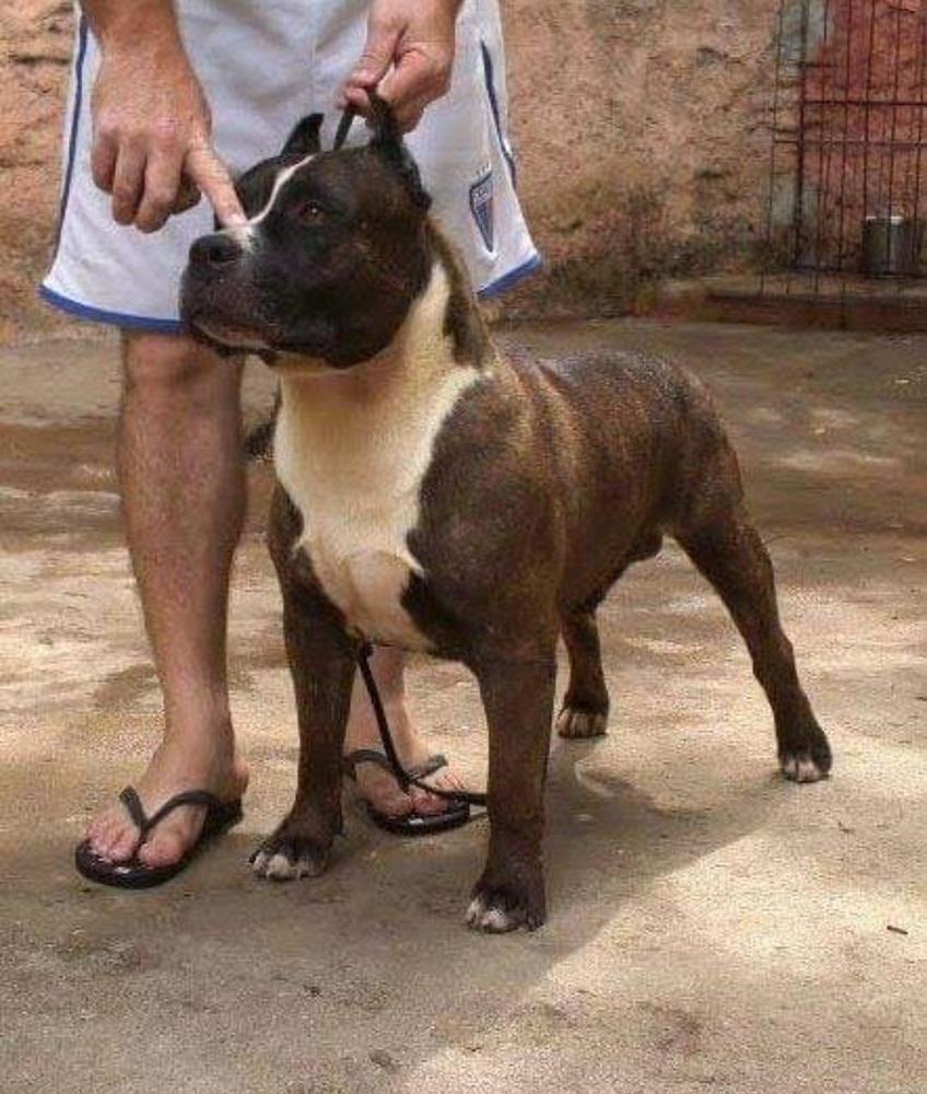 PRESA FORTE SHARK CT | American Staffordshire Terrier 