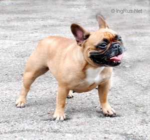 Balt Golden Cliff Baffi Red | French Bulldog 