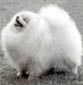Stratus Blue Ash | Pomeranian 