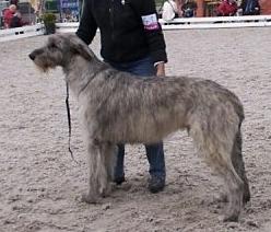 Geasa's Mangas | Irish Wolfhound 