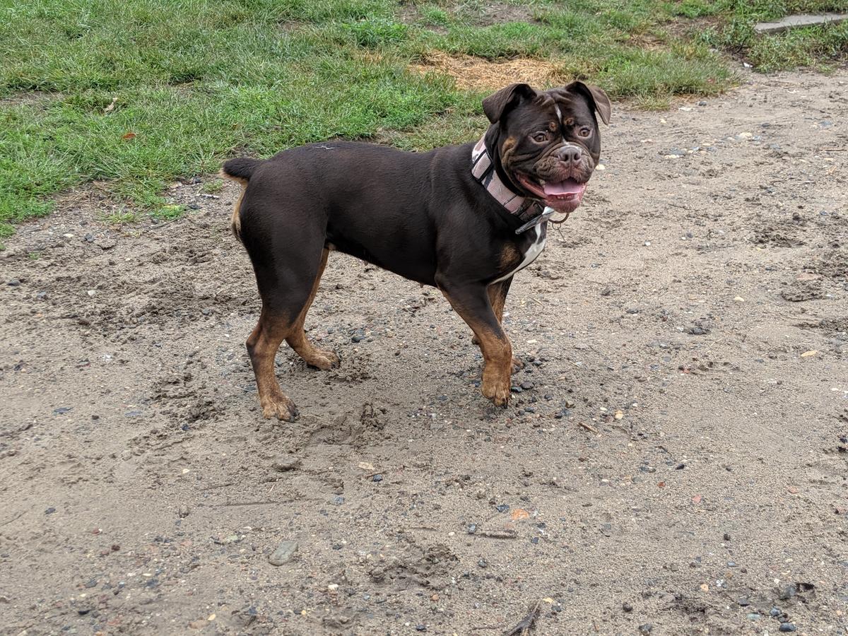 Shoreline's Stella | Olde English Bulldogge 