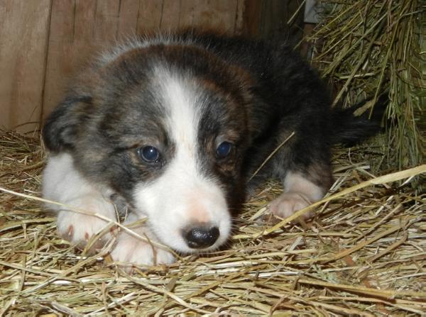 Seppia | Border Collie 