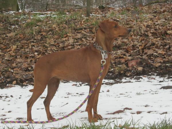 Treulieb´s Douma | German Pinscher 