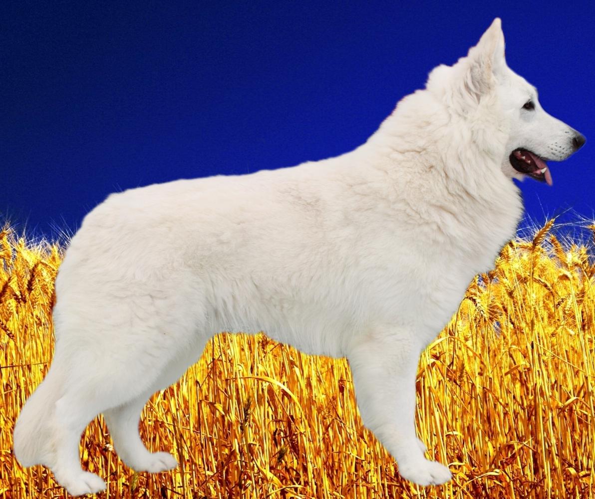 CUPPER BASIC INSTINCT VENCEDORES | White Swiss Shepherd Dog 